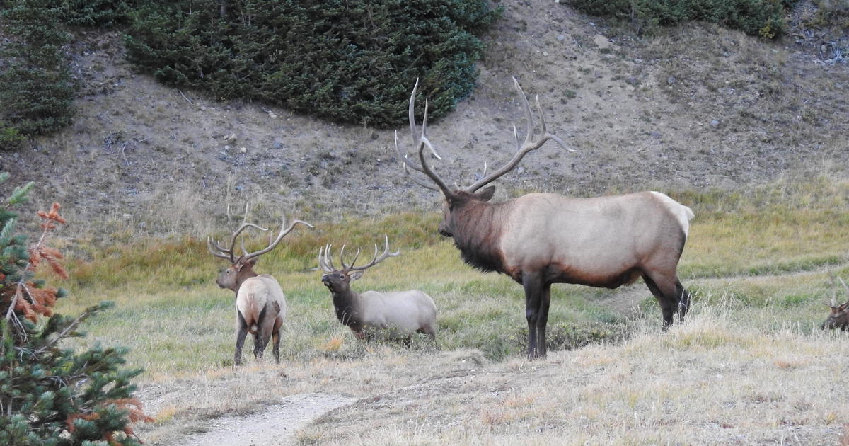 Reward Announced For Two Cases Of Bull Elk Poaching Along Trail Ridge ...