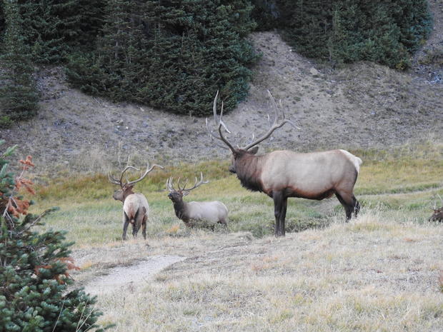 elk poaching (rmnp) 