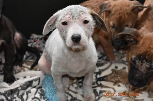 dogs rescued from Cooke County, Texas 