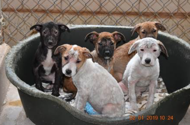 dogs rescued from Cooke County, Texas 