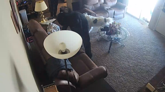 VETERAN BURGLARIZED 10PKG.transfer_frame_1021 