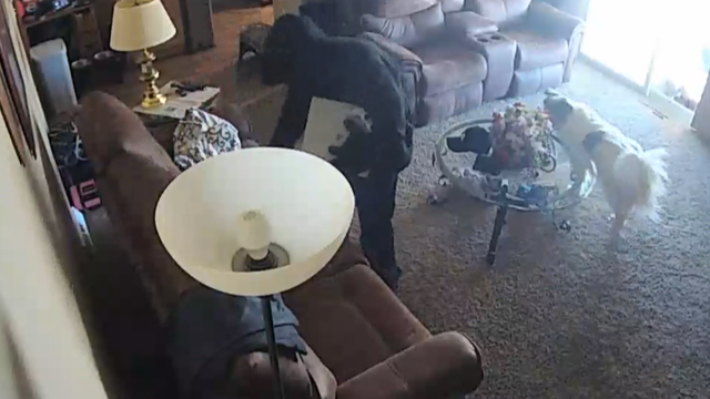 VETERAN BURGLARIZED 10PKG.transfer_frame_1245 