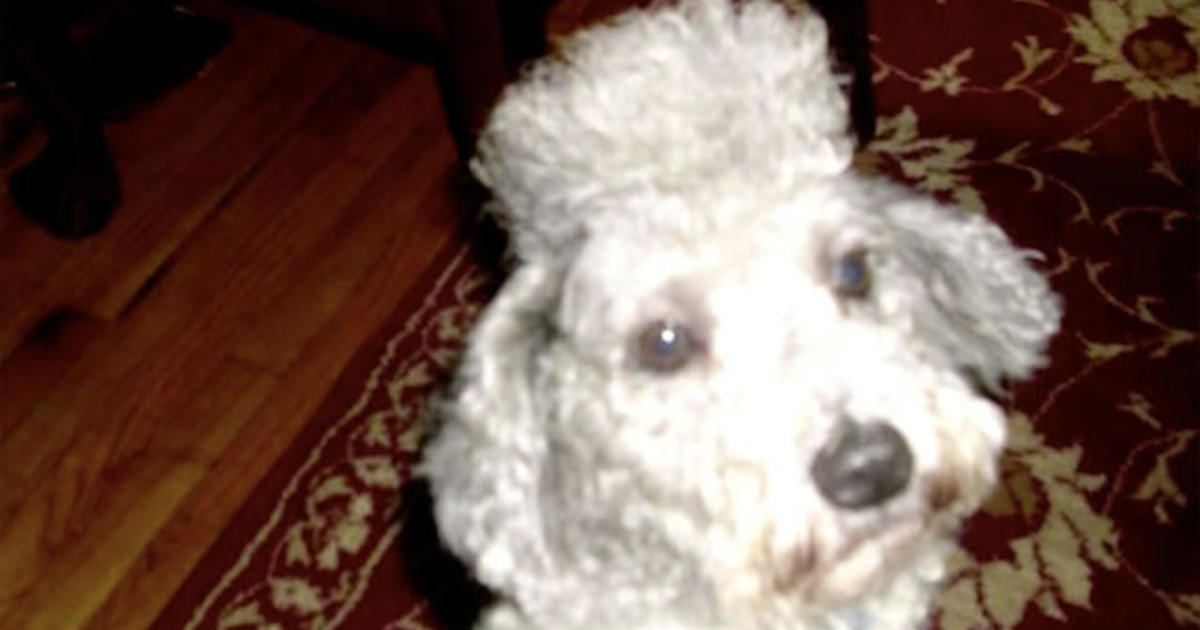 dog-missing-for-6-years-returns-home-cbs-news