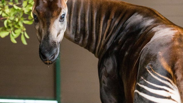 okapi.jpg 