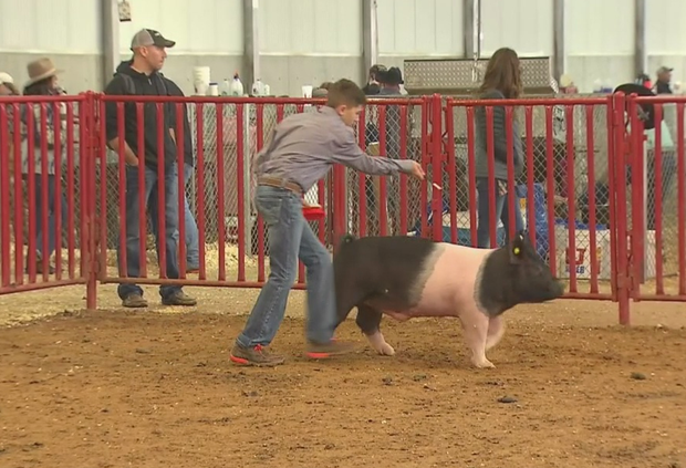 Fort Worth Stock Show 