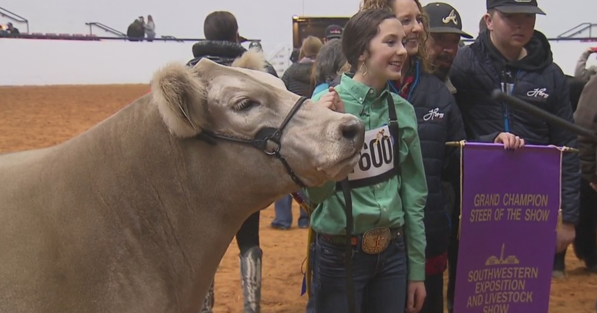 'Bentley' Named Grand Champion Steer At Fort Worth Stock Show CBS Texas
