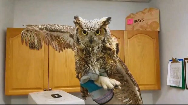 GREAT HORNED OWL SAVED_frame_887 