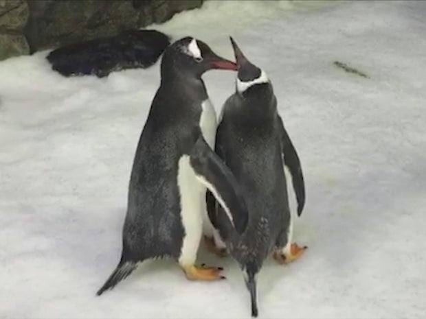 same-sex-couple-penguins-sphen-and-magic-promo.jpg