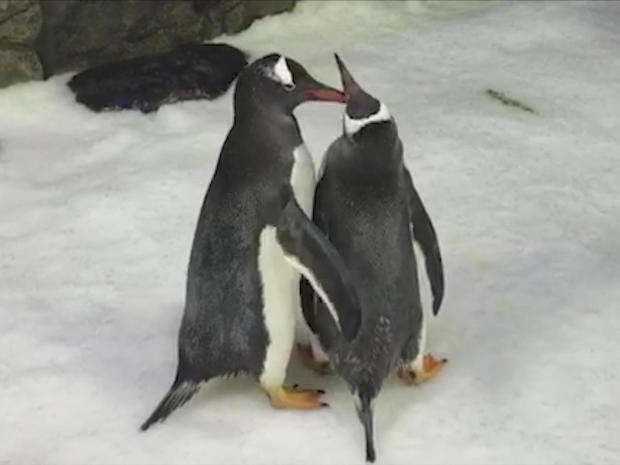 same-sex-couple-penguins-sphen-and-magic-promo.jpg 