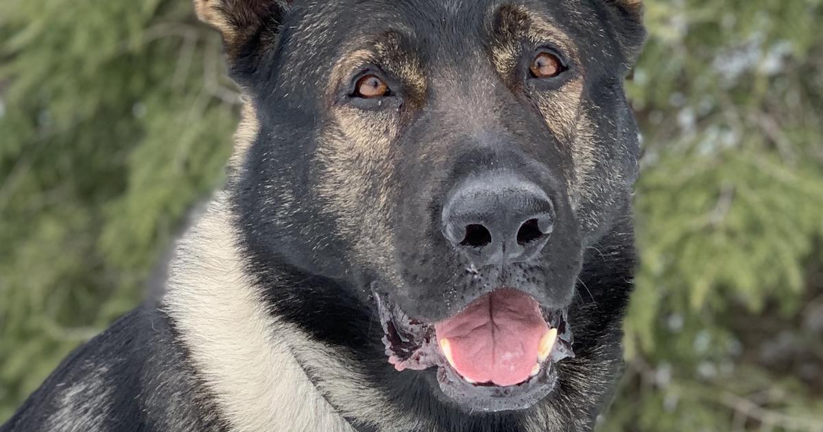 Lake County Police Dog Named 'K9 Of The Year' - CBS Chicago