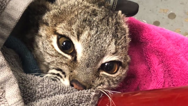 bobcat.jpg 
