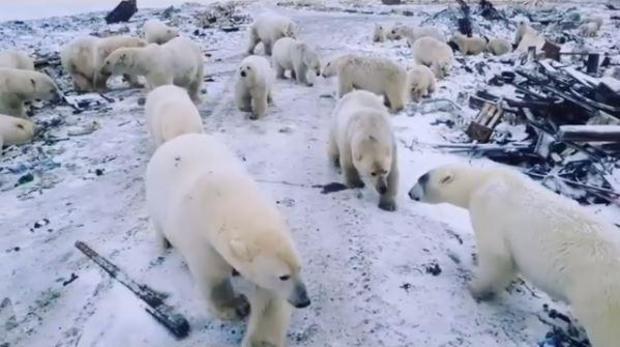 novaya-zemlya-russia-polar-bears.jpg 