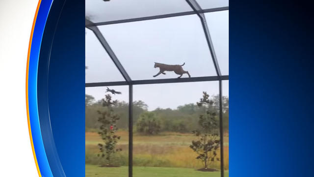 bobcat-chases-squirrel.jpg 