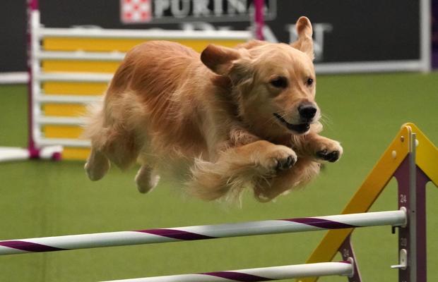 US-WESTMINSTER-DOG-AGILITY-us-westminster-dog-agility-animal 