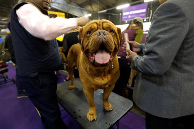 I am Humphrey Bogart, a French Mastiff from New Jersey  at the143rd Westminster Kennel Club Dog Show in New York 