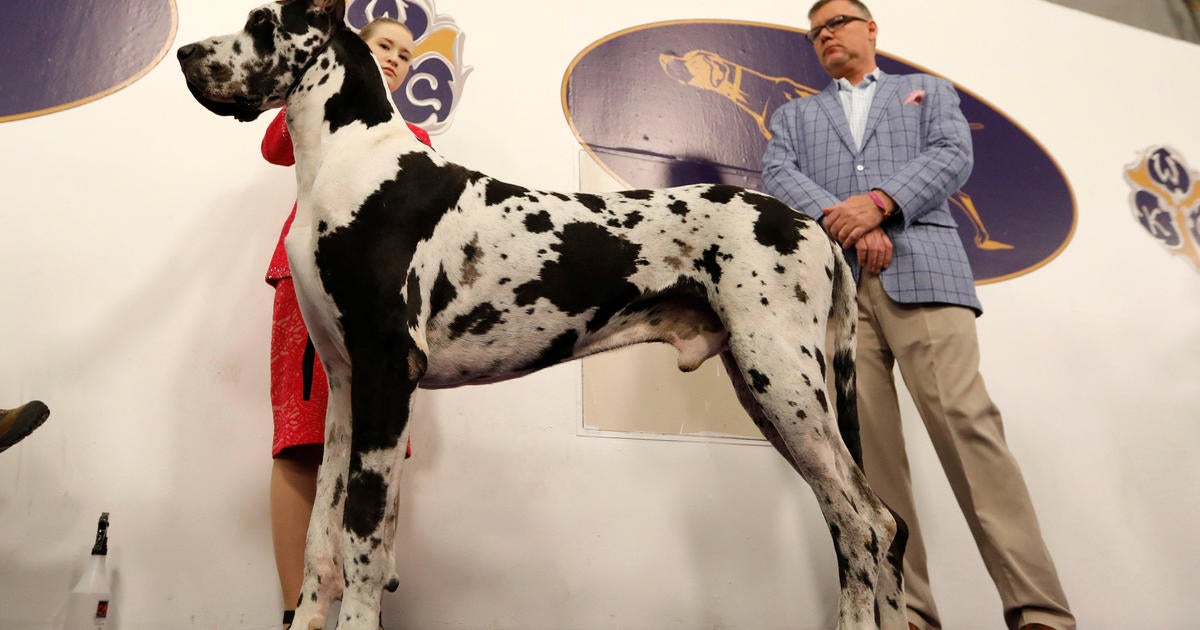 Westminster store great dane