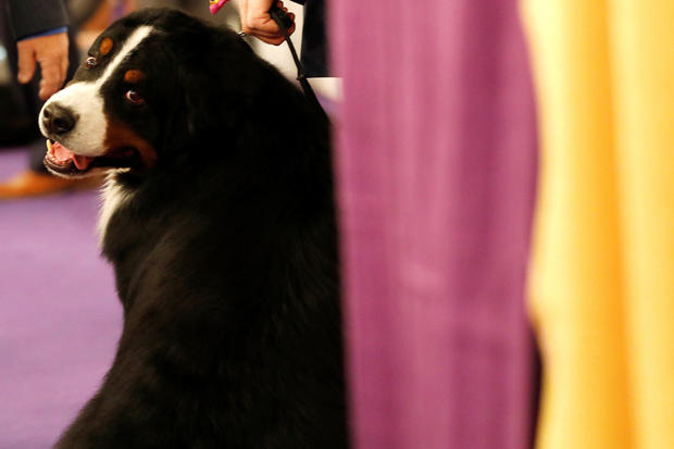 A Bernese Mountain Dog awaits judging in the Working group at the 143rd Westminster Kennel Club Dog Show in New York 