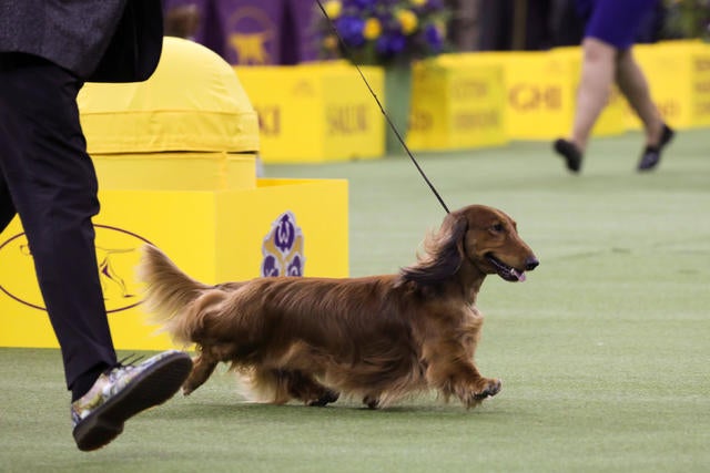 Kennel club on sale wire haired dachshund