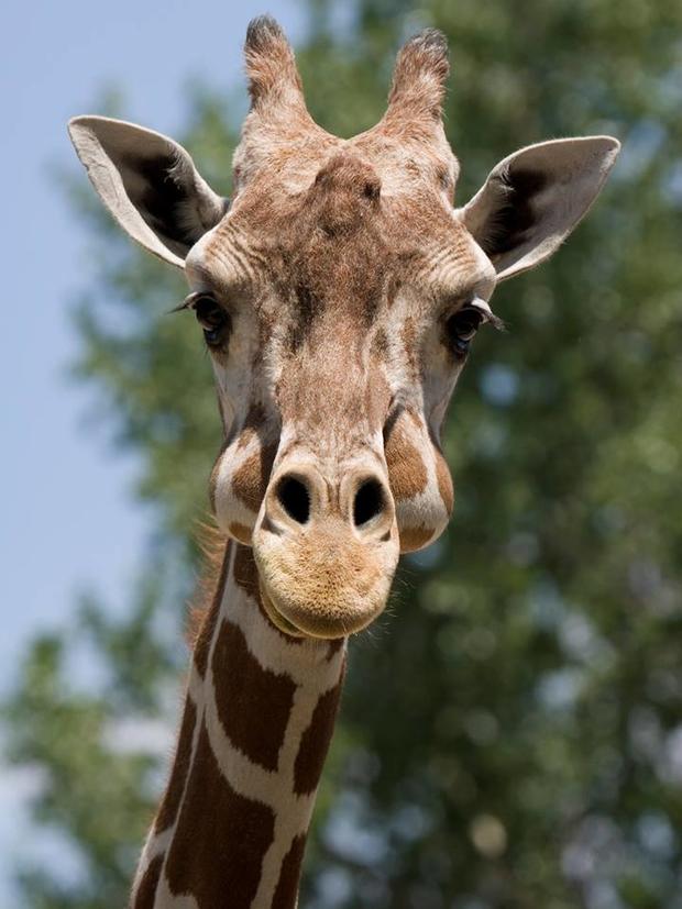 Denver zoo giraffe 