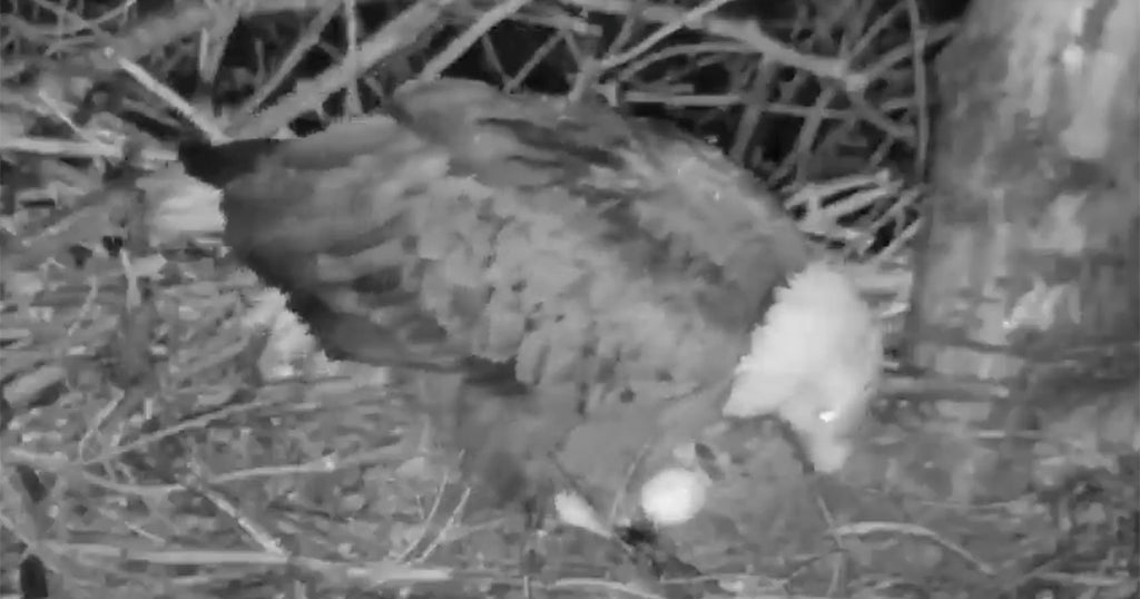 Audubon Society Confirms First Egg Of 2019 In Hays Eagle Nest - CBS