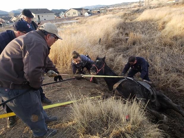 horse rescue fremont county sheriffs office 3 