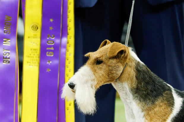 A Wire Fox Terrier "King" wins the Best in Show group at the 143rd Westminster Kennel Club Dog Show in New York City, New York 