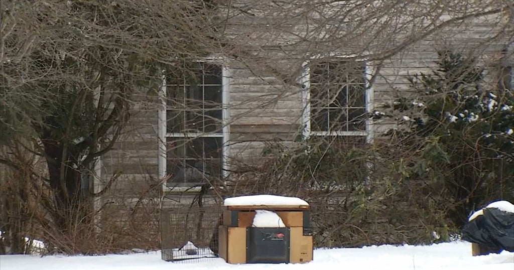 18 Cocker Spaniels Seized From AwardWinning NH Breeders CBS Boston