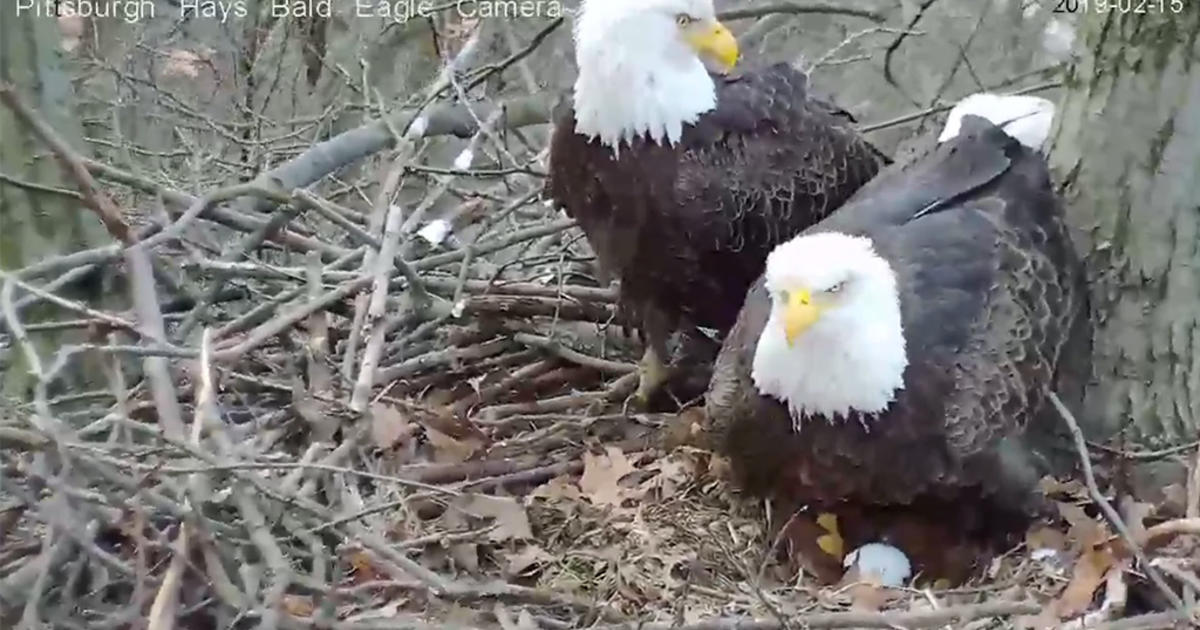 2nd Egg Of 2019 Spotted In Hays Bald Eagle Nest - CBS Pittsburgh