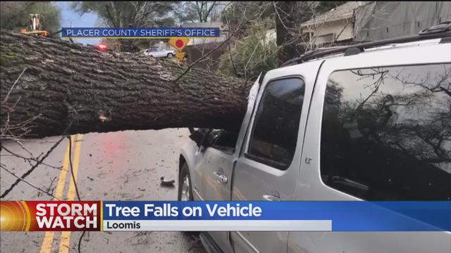 tree-loomis-vehicle.jpg 