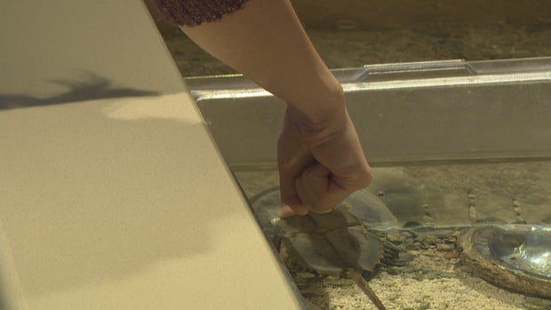 WINTER BUTTERFLY PAVILION.transfer_frame_1841