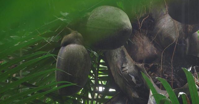 Island-Hopping: Love nuts from the Seychelles