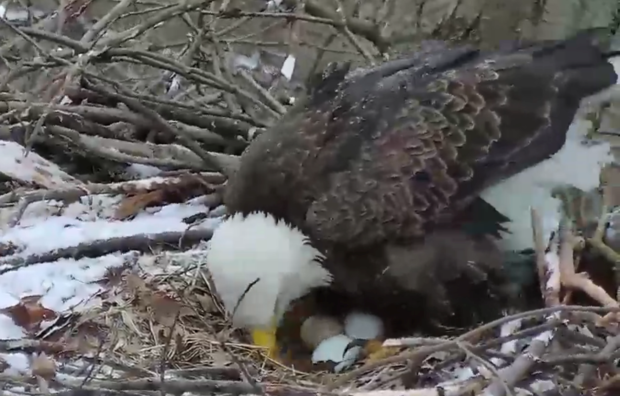 three eggs hays bald eagle nest 