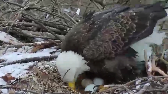 three-eggs-hays-bald-eagle-nest.png 
