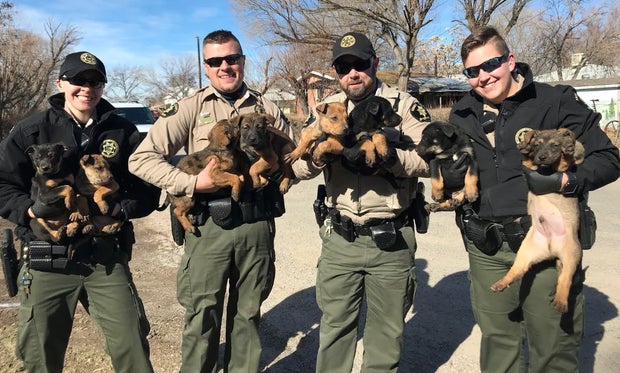 Mesa Co puppies rescued 