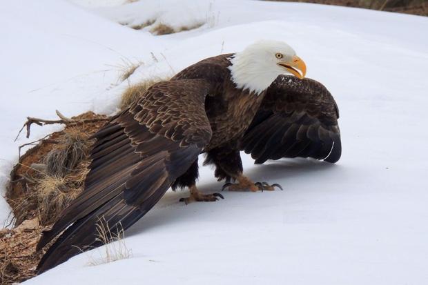 bald eagle rescue (Denise Kelly CPW) 