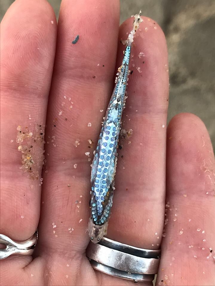 'So Cool!': Researchers Amazed By Glow-In-The-Dark Fish Found On Cape ...
