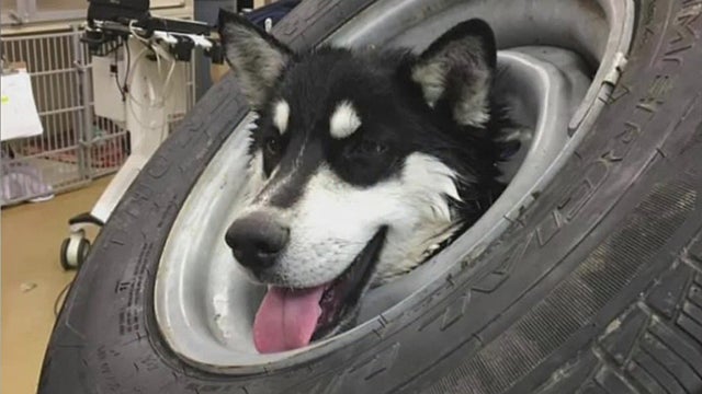 dog-in-tire.jpg 
