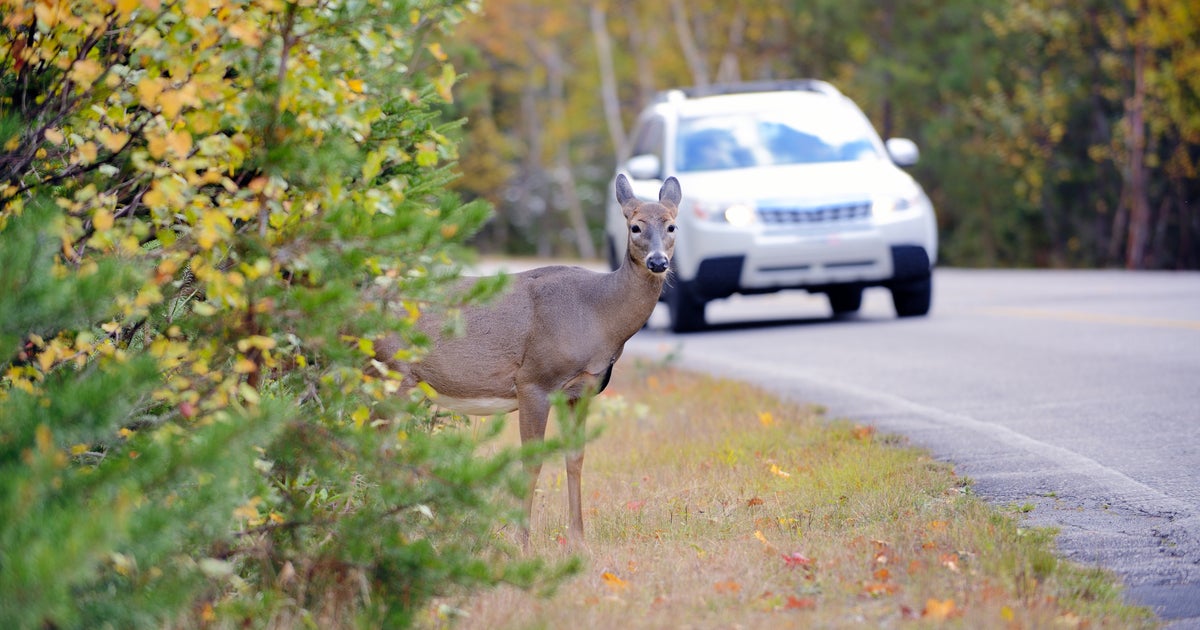 Worst Roadkill Areas In Sacramento Region CBS Sacramento