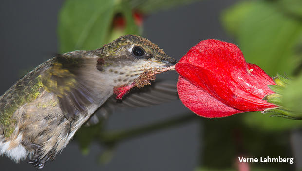 female-ruby-throated-hummingbird-pollen-verne-lehmberg-620.jpg 
