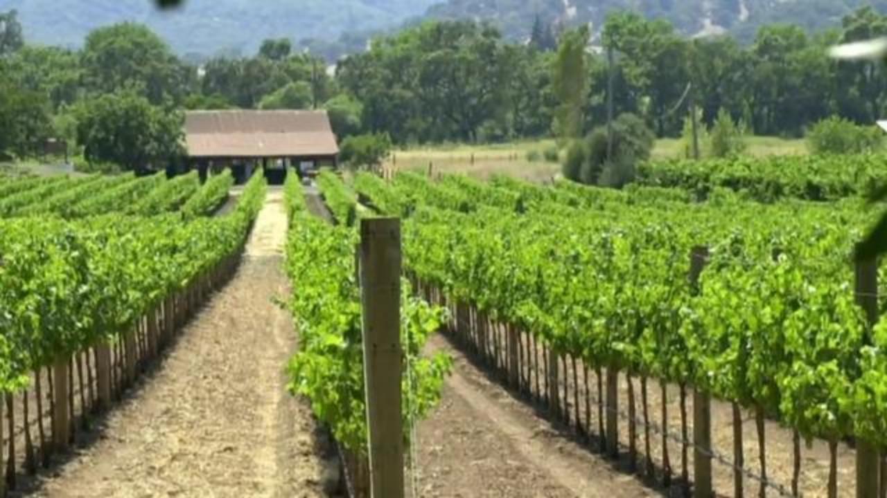 Moët Hennessy vineyards in Champagne to be herbicide-free
