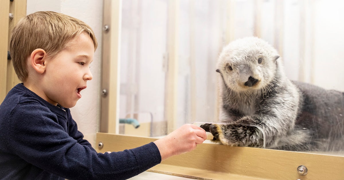 Shedd Aquarium Launches New Interactive Sea Otter Exhibit CBS Chicago