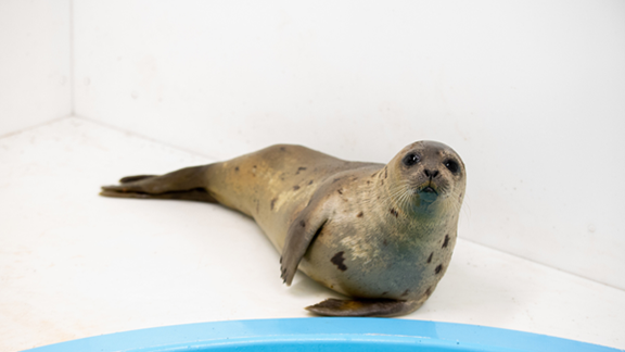 0226seal.png 