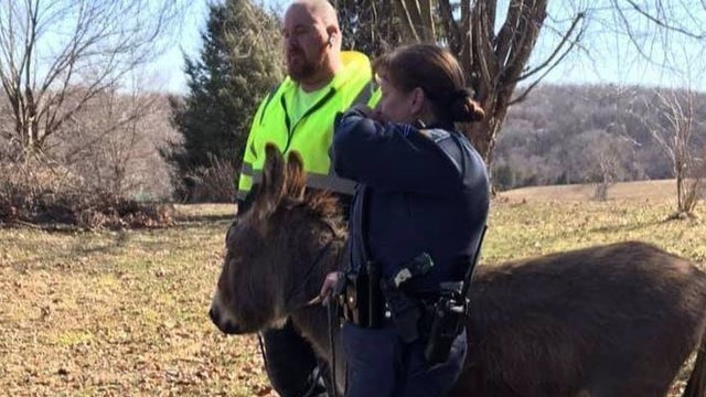 donkey-rescue.jpg 