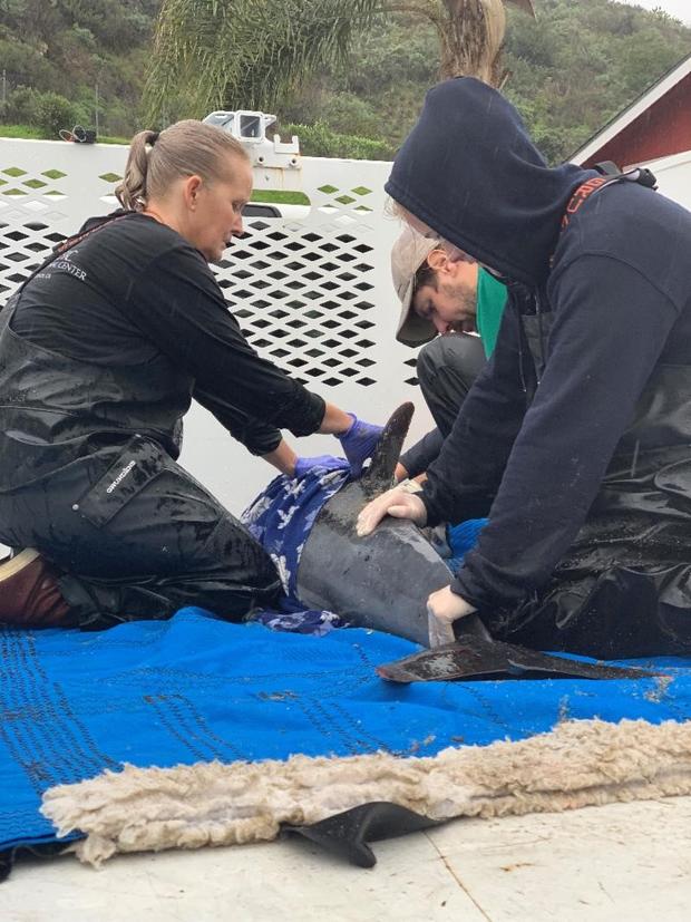 Biologists Alarmed After 6 Stranded Dolphins Die On OC Beaches 