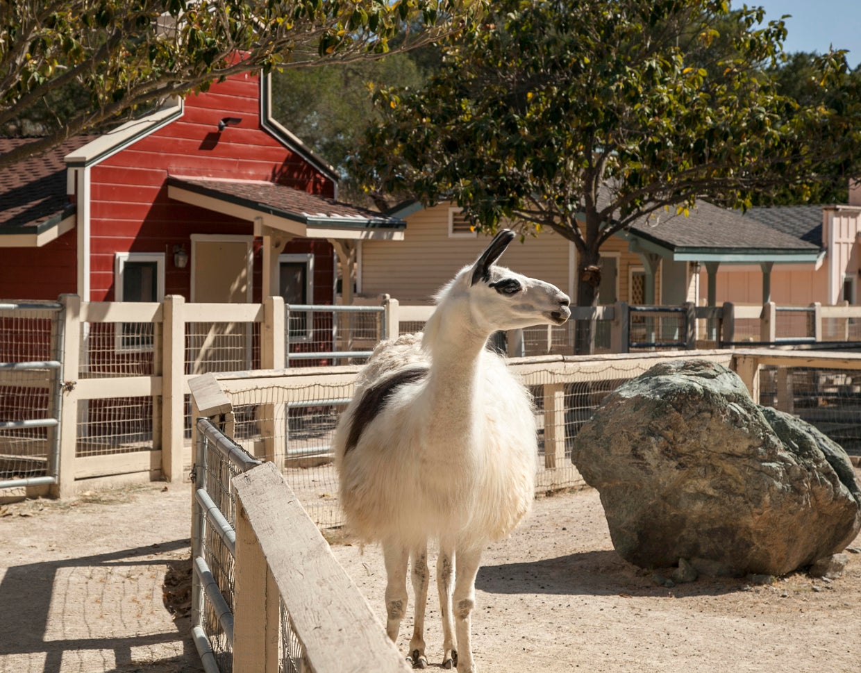 svr-25-jimbartsch-petting-zoo.jpg 