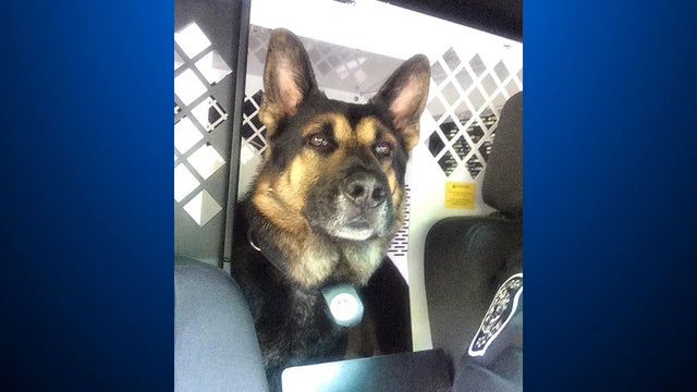 k-9-gerix.jpg