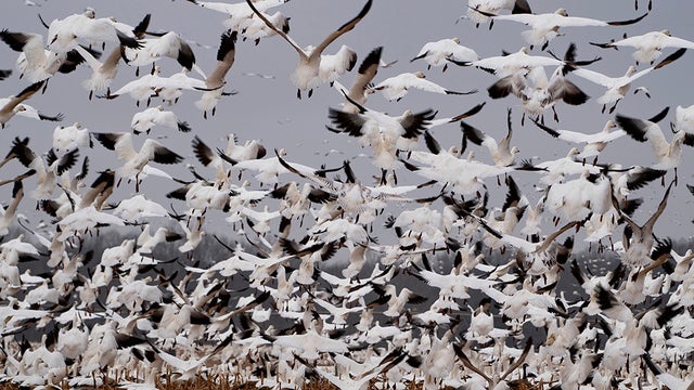snowgeese.jpg 