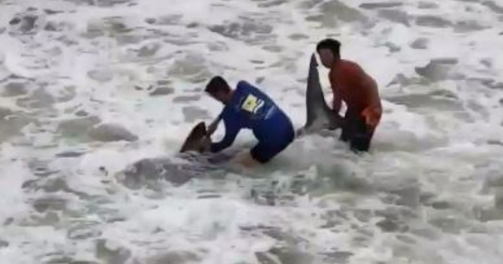 WATCH Fishermen Reel In 10FootLong Great White Shark CBS Minnesota