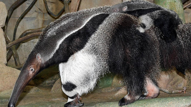 dsc_5614-baby-anteater.jpg 