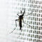 mosquito.png 